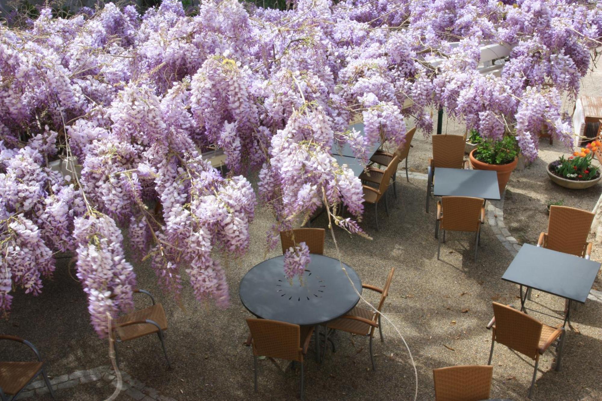 Logis Hotel La Ferme Avignon Exterior foto